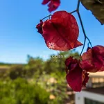 D'alma Falesia - By Dalma Portuguesa Daire *